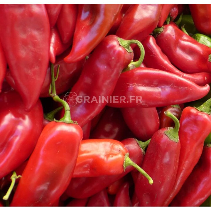 Picy pepper from Algeria, sweet and fruity pepper image